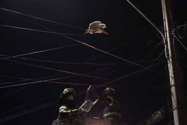 [Video] Pato subió a un poste y Bomberos de Puente Alto fue “volando” a rescatarlo