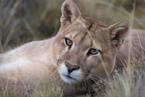 Confirman hallazgo de cadáver de Puma en precordillera de Puente Alto y La Florida
