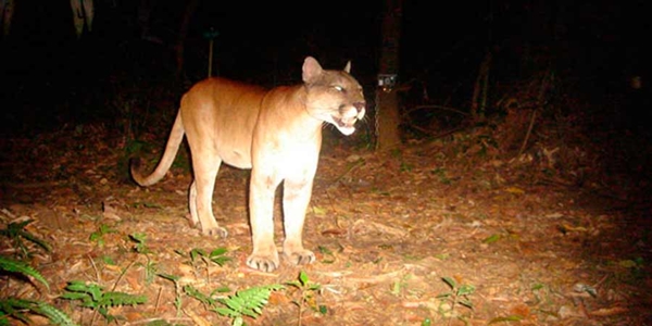 [Video] Vecinos de Puente Alto dan cuenta de avistamiento de Puma en Ciudad del Este