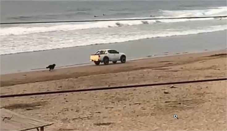 [Video] Terrible: Conductor de camioneta ingresó a playa y mató a una perrita en Maitencillo