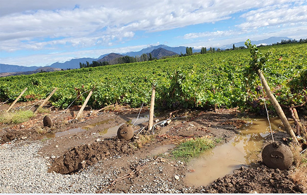 Gobierno descarta alza de precios en frutas y verduras tras las lluvias
