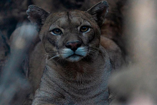 Alertan por dos pumas sueltos en San José de Maipo