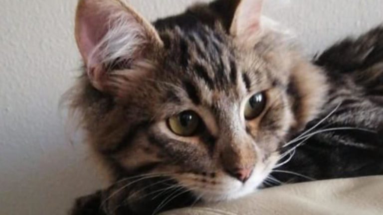 Vecina de Puente Alto busca a “Clyde”: Gatito se escondió en un auto y misteriosamente desapareció