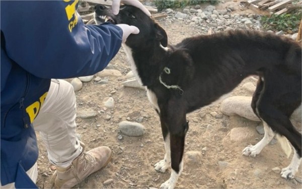 Maltrato animal: PDI rescata perros Galgos en malas condiciones
