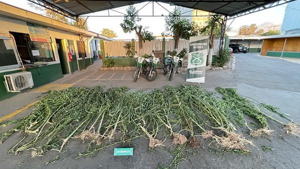 Mujer tenía bonito jardín de plantas de marihuana