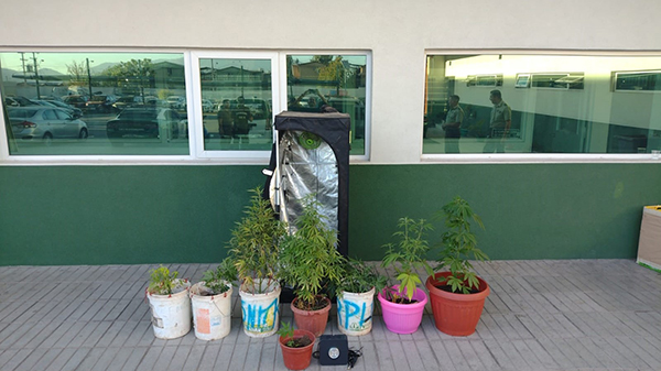 Decomiso de marihuana: El imputado cuando llegó la “poli” se escondía en el baño