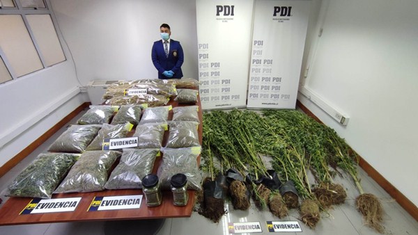Más de 13 kilos de marihuana incautó la PDI en la comuna de Pirque