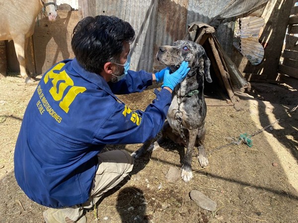 PDI rescata 14 perros : Mujer fue detenida por maltrato animal en Puente Alto