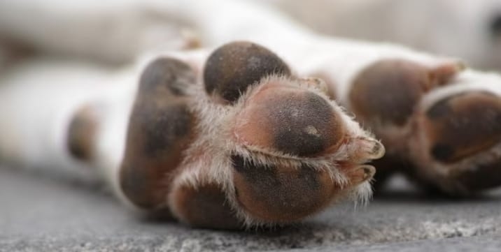 Enterraron cuchillo en la cabeza de un perro en Bajos de Mena