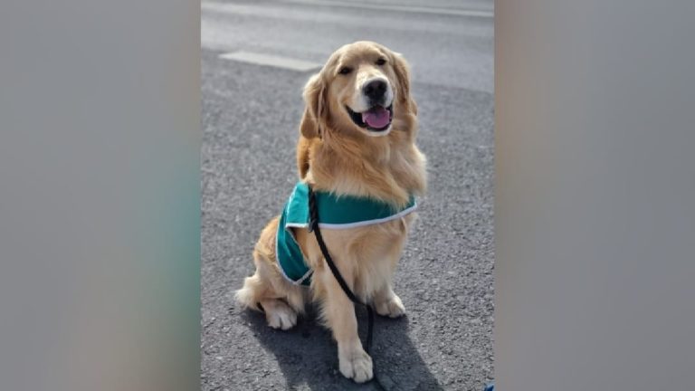 <strong>Perro policía fue golpeado por delincuente sorprendido con droga</strong>