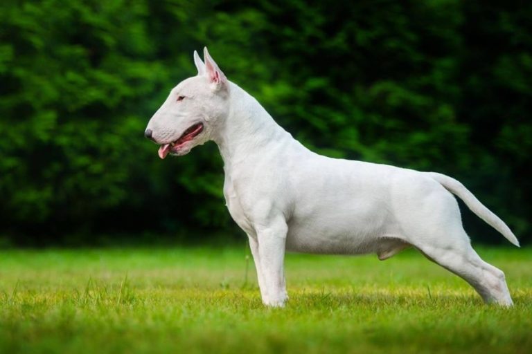<strong>Niño de 1 año se encuentra grave tras ser atacado por perro en Puente Alto</strong>