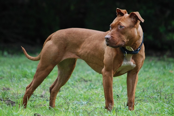 <strong>Adulto mayor se encuentra en riesgo vital por ataque de dos perros pitbull en La Unión</strong>