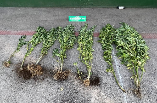 Carabineros incauta 7 plantas de marihuana en Pirque