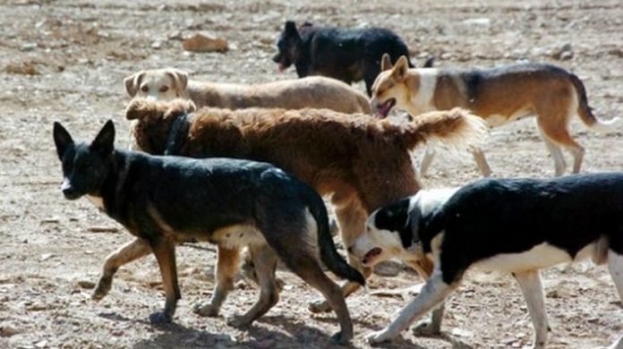 Rechazan proyecto que permitía la caza de perros asilvestrados