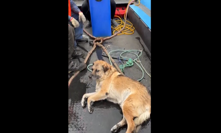 [Video] Emotivo rescate en Talcahuano: perrito no vidente volverá con su dueña