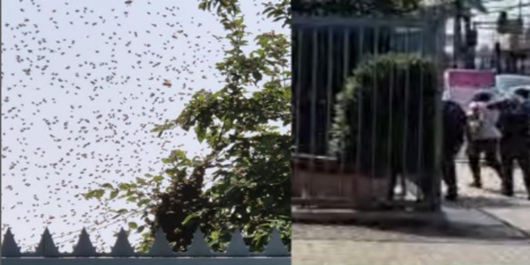 Abejas causaron revuelo afuera de edificio El Lustrín en Puente Alto